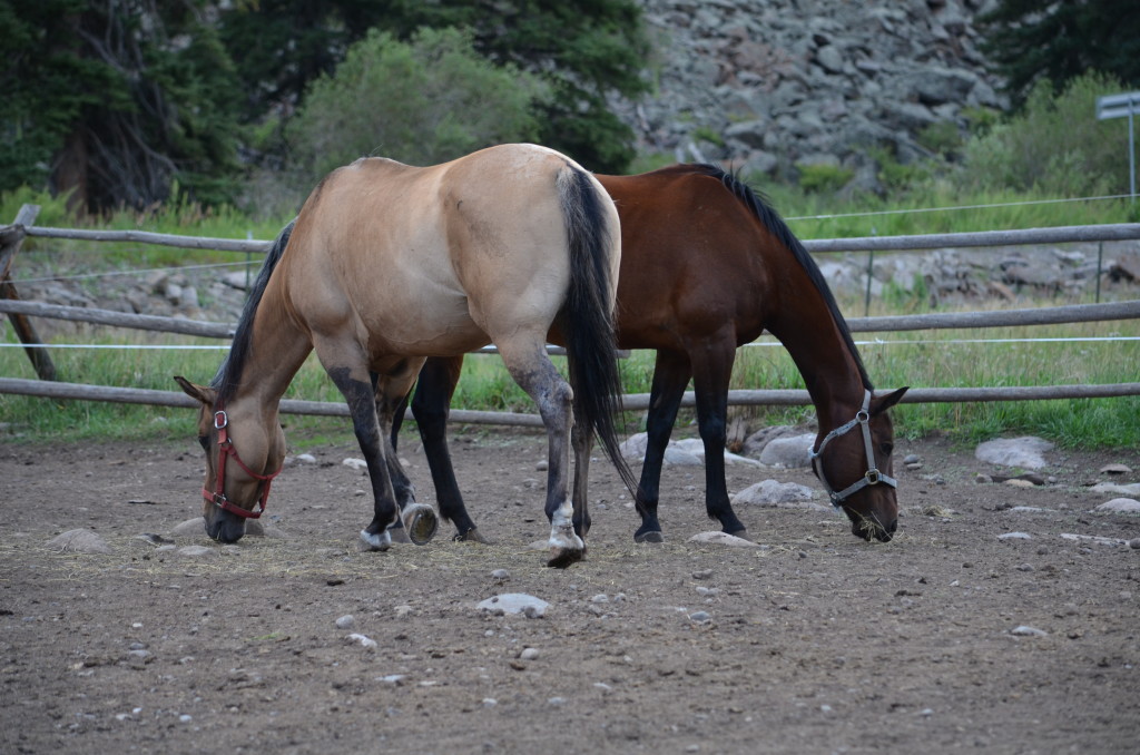 8-24-14 summer 2014 (colorado) 036